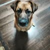Koda verschmuster Mischling Rüde