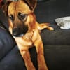 Koda verschmuster Mischling Rüde