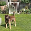 Ruhiger Jimmie sucht Frauenhaushalt