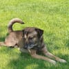 Ruhiger Jimmie sucht Frauenhaushalt