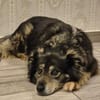 Süße HINA sucht ihr Für-Immer-Zuhause