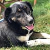 Ronin ist ein richtiger Gute-Laune-Hund!