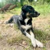 Ronin ist ein richtiger Gute-Laune-Hund!