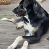 Ronin ist ein richtiger Gute-Laune-Hund!