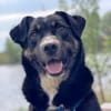 Ronin ist ein richtiger Gute-Laune-Hund!