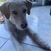 Pippo sucht sein Für-Immer-Körbchen