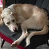 Pippo sucht sein Für-Immer-Körbchen