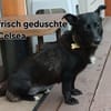 Celsea sucht ihr Kuschelkörbchen