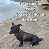 Celsea sucht ihr Kuschelkörbchen