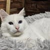 LUKE -sucht Paten und Streicheleinheiten