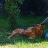 APRILUSA sucht ihr Für-Immer-Zuhause