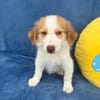 Kuschelkerlchen Maxi sucht ein Zuhause