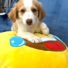 Kuschelkerlchen Maxi sucht ein Zuhause