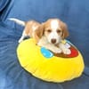 Kuschelkerlchen Maxi sucht ein Zuhause