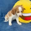 Kuschelkerlchen Maxi sucht ein Zuhause