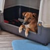 Senior BINGLEY sucht ruhiges Zuhause