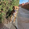 Senior BINGLEY sucht ruhiges Zuhause