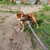 Senior BINGLEY sucht ruhiges Zuhause