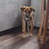 Senior BINGLEY sucht ruhiges Zuhause