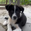 Otis wünscht sich eine Familie