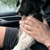 Otis wünscht sich eine Familie