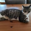 Tiberius sucht dringend ein Zuhause
