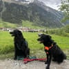 Lieber Mischling Chippi sucht Familie