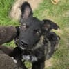 Laroche  dein neuer bester Hundekumpel