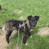 Laroche  dein neuer bester Hundekumpel