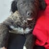 Laroche  dein neuer bester Hundekumpel