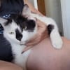 Lieber Tommy (Felv pos.) sucht Körbchen