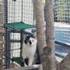 Lieber Tommy (Felv pos.) sucht Körbchen
