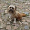 Kleine & quirlige Hündin CLAUDETTE sucht