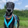 Gitana - Zuhause gesucht  - dringend