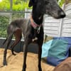 Gitana - Zuhause gesucht  - dringend