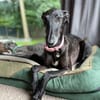 Gitana - Zuhause gesucht  - dringend
