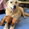 Zuhause für Tove gesucht