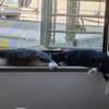 Shira sucht dringend ein Zuhause
