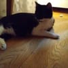 Shira sucht dringend ein Zuhause