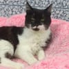 Shira sucht dringend ein Zuhause