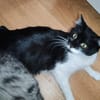 Shira sucht dringend ein Zuhause