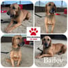 Bailey charakterstarker Mischling Rüde