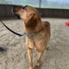 Bailey charakterstarker Mischling Rüde