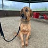Bailey charakterstarker Mischling Rüde