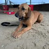 Bailey charakterstarker Mischling Rüde