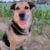 Eva - intelligent und spielfreudig