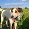 Sharky: Menschenfreund sucht Familie