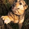 Ruhiges Zuhause für Senta gesucht