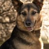 Ruhiges Zuhause für Senta gesucht