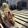 Elvira, Flausch auf vier Pfoten